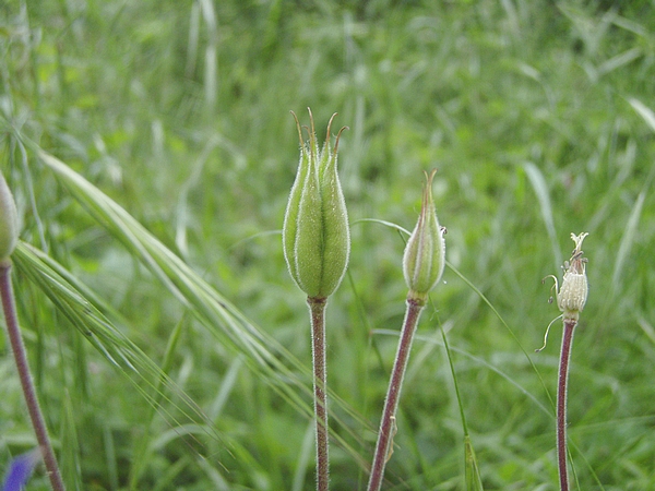 Linum bienne, Aquilegia sp., Veronica chamaedrys